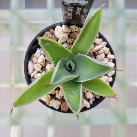 AGAVE BABY TEETH