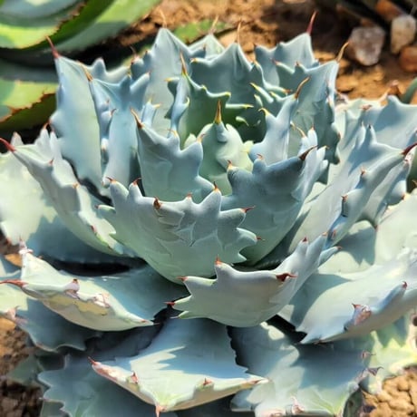 AGAVE ISTHMENSIS INLAND FORM②