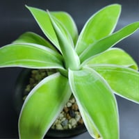 AGAVE ATTENUATA RAY OF LIGHT