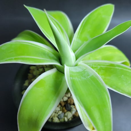 AGAVE ATTENUATA RAY OF LIGHT