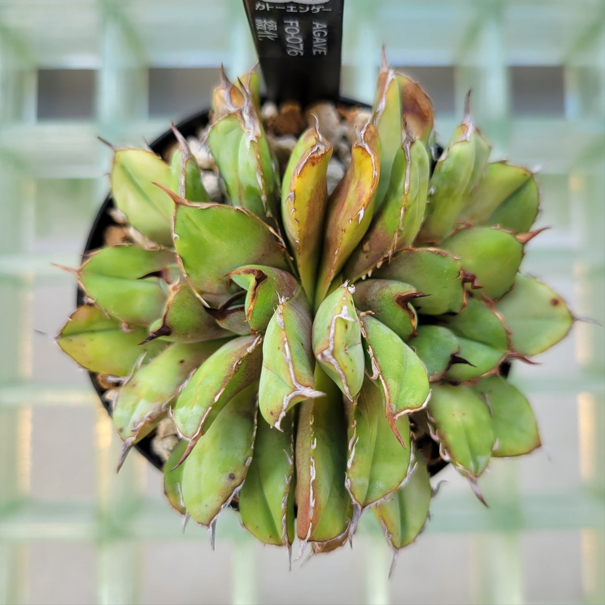AGAVE FO-076 綴化 | カトーエンゲー東京