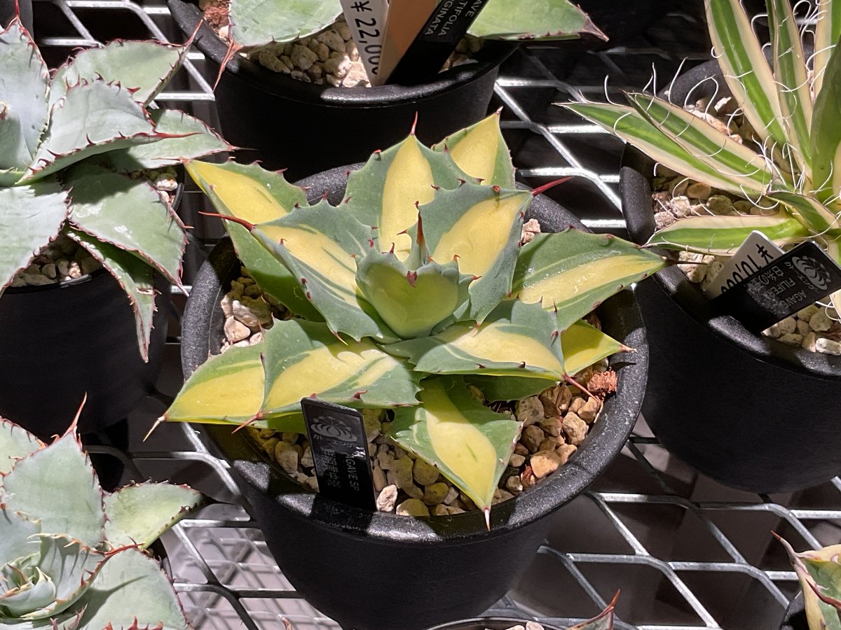 AGAVE SP. 鮮明黄中斑 | カトーエンゲー東京