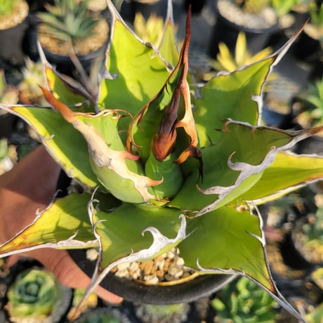 AGAVE OTEROI 管理「ウリB 」