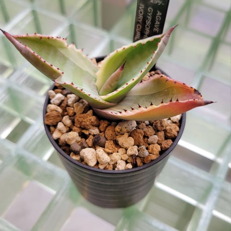 AGAVE GYPSOPHILA IVORY CURL