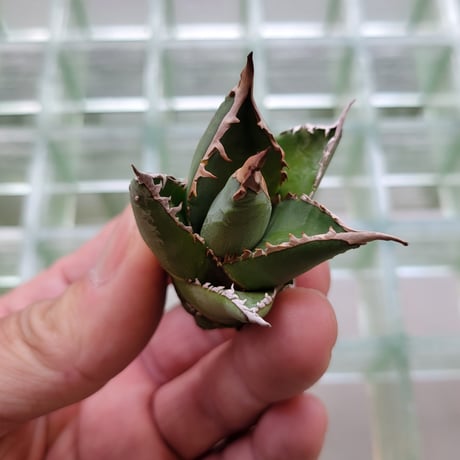 AGAVE 帝釈天