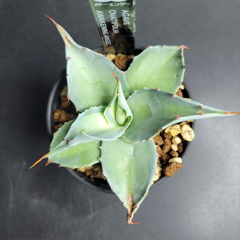 AGAVE OVATIFOLIA AWAKENING ANGEL | カトーエンゲー東京