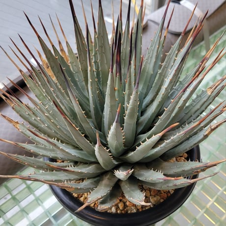 AGAVE UTAHENSIS
