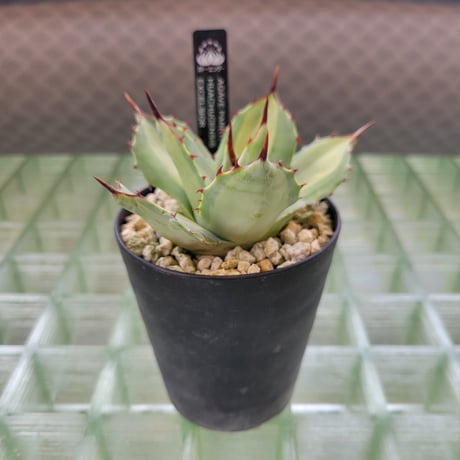AGAVE PARRYI HUACHUCENSIS EXCELSIOR