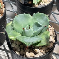 AGAVE PARRYI TRUNCATA JACKPOT | カトーエンゲー東京