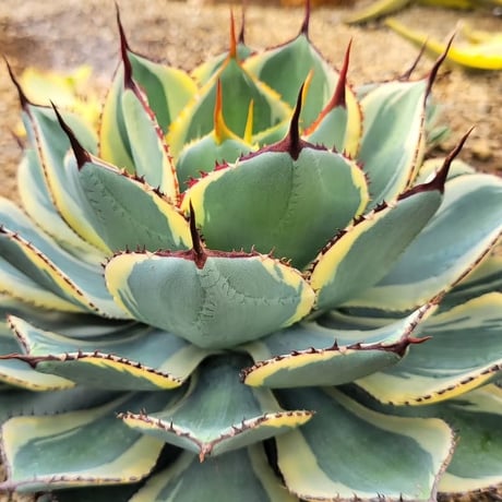 AGAVE BABY TEETH VARIEGATA