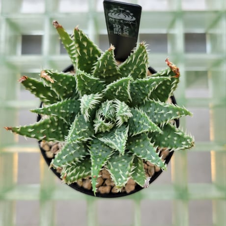 ALOE 白磁盃