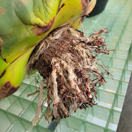 AGAVE PARRYI HUACHUCENSIS