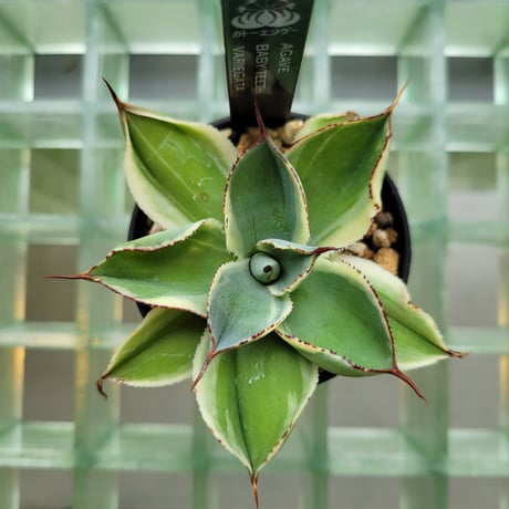 AGAVE BABY TEETH VARIEGATA