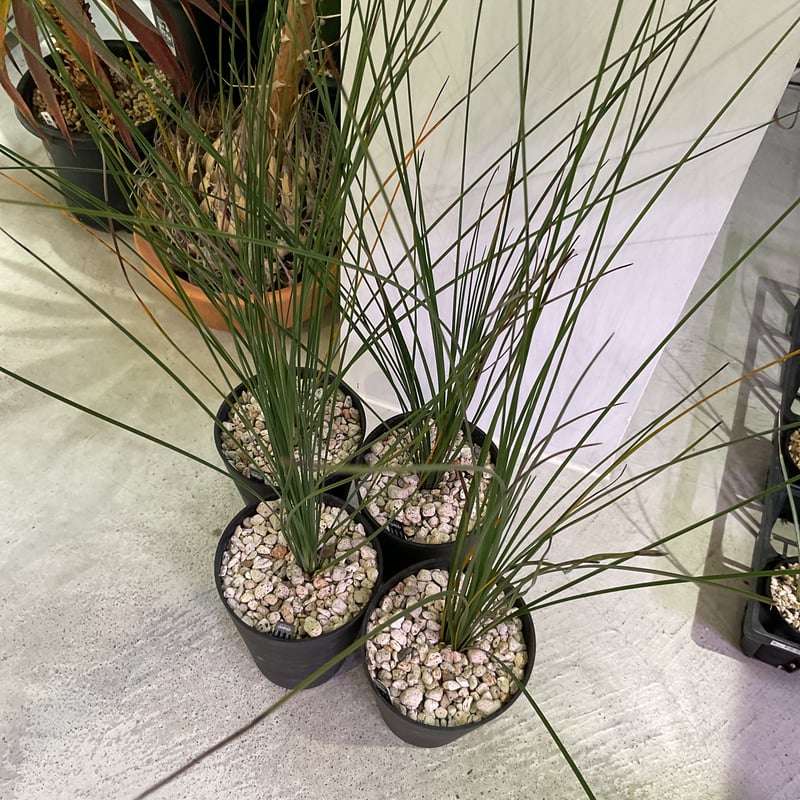 XANTHORRHOEA GLAUCA HYBRID ブラックボーイ | カトーエンゲー東京
