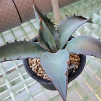AGAVE TITANOTA × BLUE GLOW