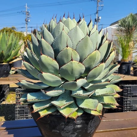 AGAVE BABY TEETH