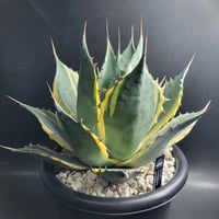 AGAVE PARRASANA IMPRESSIONIST