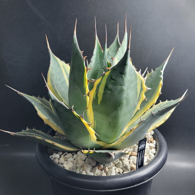 AGAVE PARRASANA IMPRESSIONIST | カトーエンゲー東京