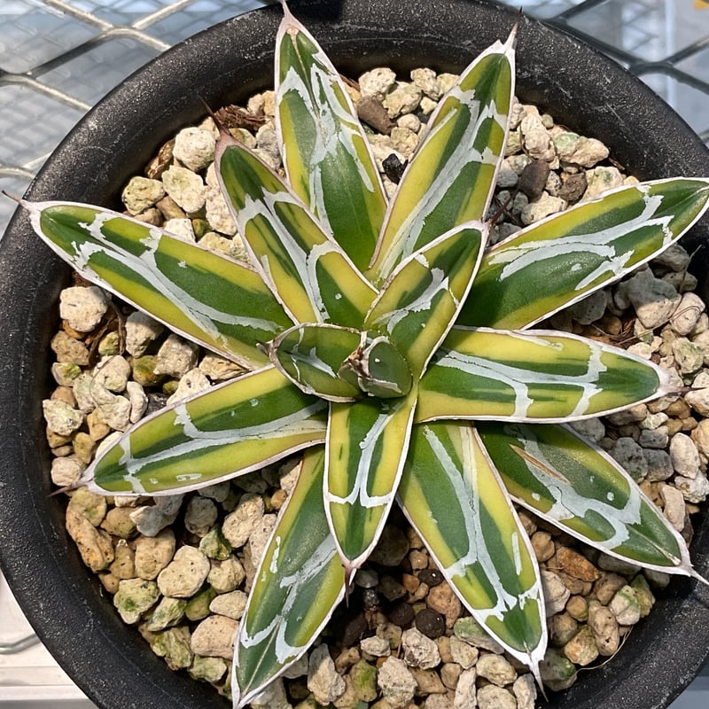 AGAVE 笹の雪 金色堂 | カトーエンゲー東京