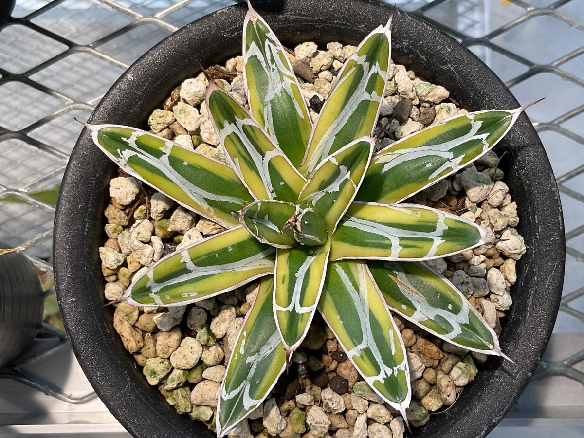 せし太郎　笹の雪　黄虎斑　金色堂 アガベ 笹の雪 虎斑（金色堂）③ 多肉植物240403 - メルカリ