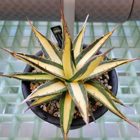 AGAVE GHIESBREGHTII 'WITTE ZEEËGEL'