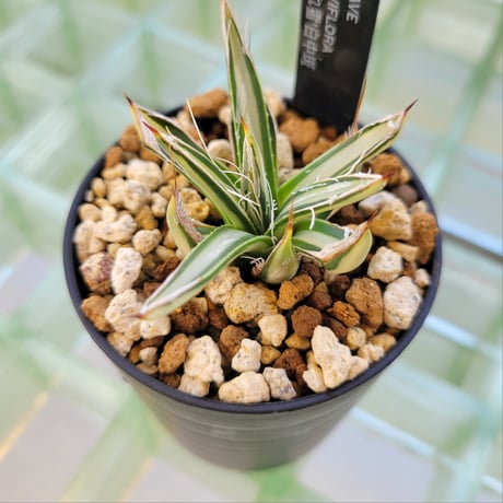 AGAVE PARVIFLORA 姫乱雪白中斑