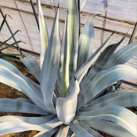 AGAVE FRANZOSINII VARIEGATA