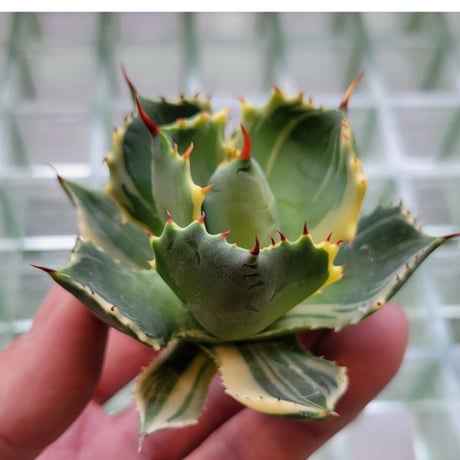 AGAVE ISTHMENSIS ATOMIC GOLD