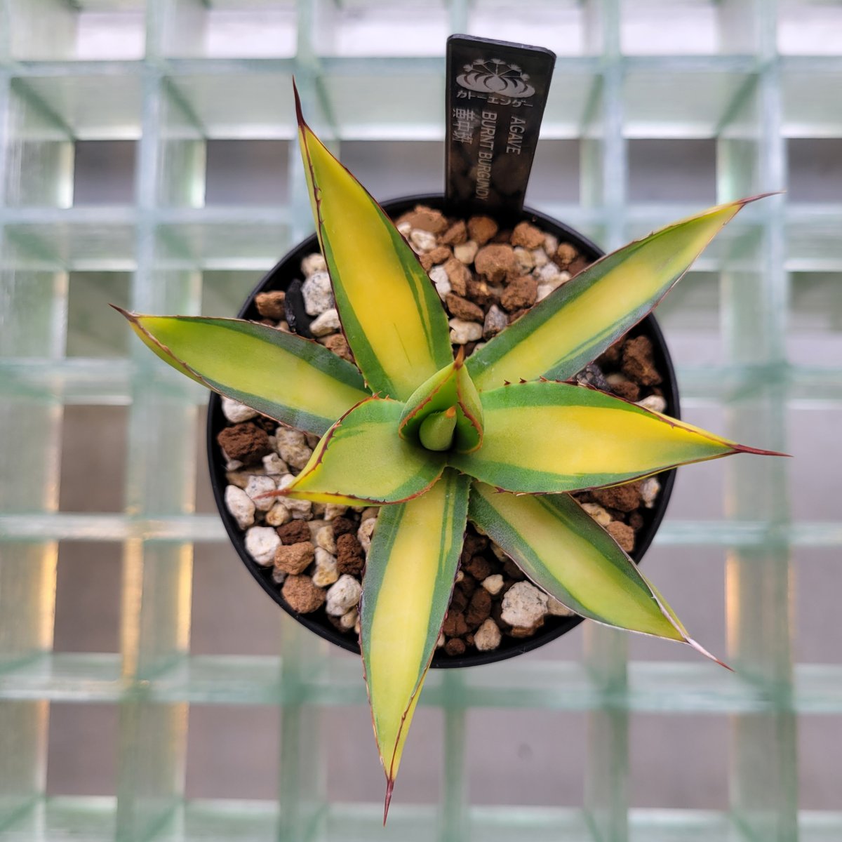 AGAVE BURNT BURGUNDY MEDIOPICTA | カトーエンゲー東京