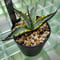 AGAVE SCABRA VARIEGATA