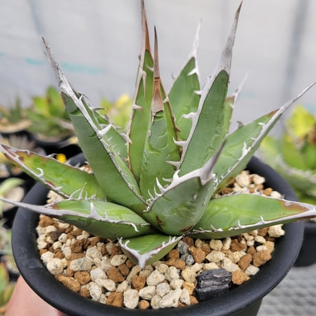 AGAVE 帝釈天