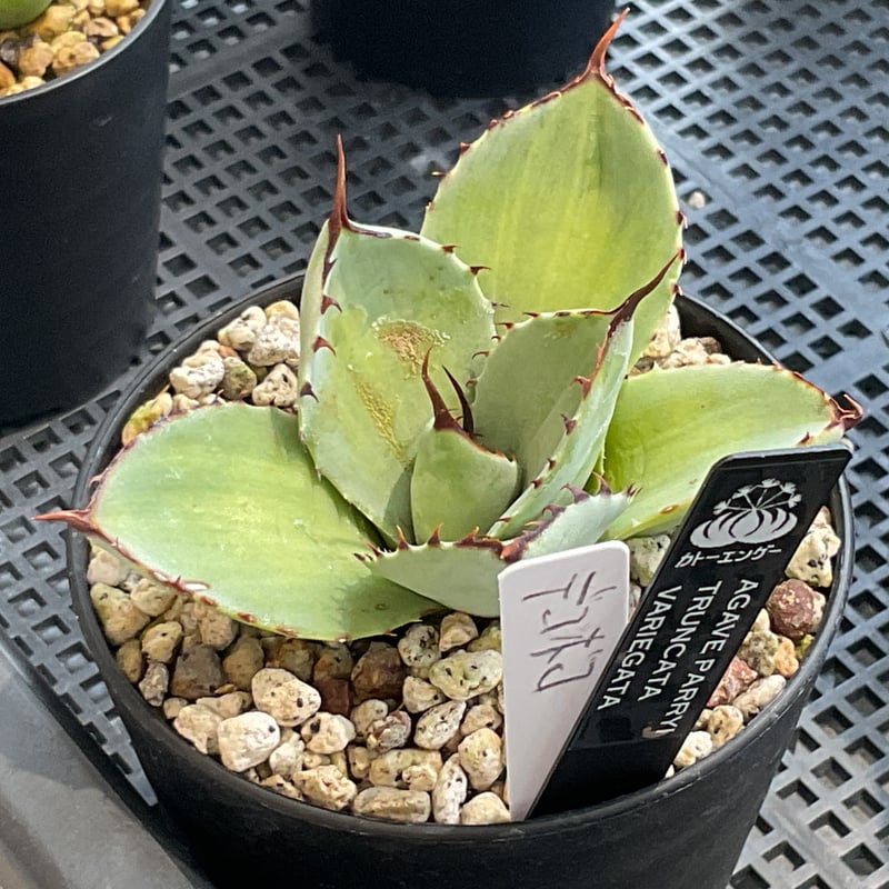 AGAVE PARRYI TRUNCATA VARIEGATA 凹凸斑入り | カトーエンゲー東京