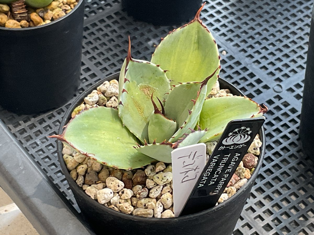 agave 'Illusion' TC【※発根済み】メルカリ史上初 極希少 agave 'Illusion' TC【※発根済み】レア種 希少株 agave 'Illusion' TC