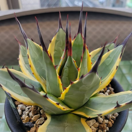AGAVE APPLANATA CREAM SPIKE