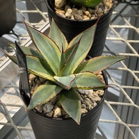 AGAVE BURNT BURGUNDY VARIEGATA 覆輪タイプ