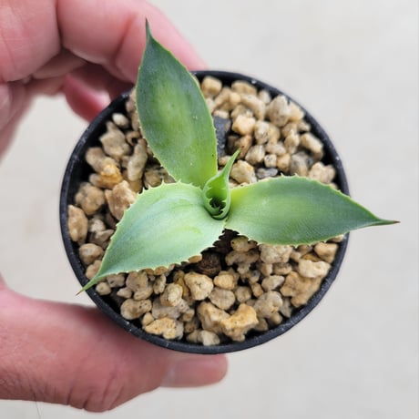 AGAVE POTATORUM 風月
