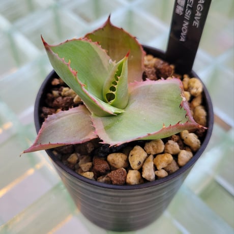 AGAVE CELSII NOVA 白覆輪