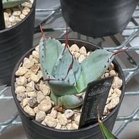 AGAVE PARRYI TRUNCATA HUNTINGTON