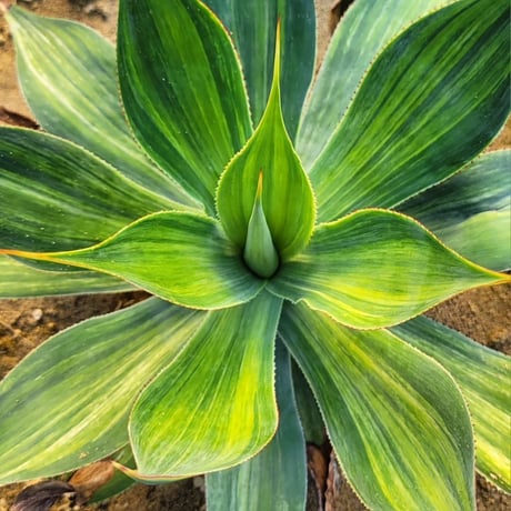 AGAVE BLUE FLAME VARIEGATA