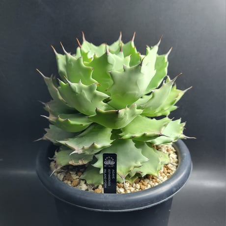 AGAVE ISTHMENSIS INLAND FORM