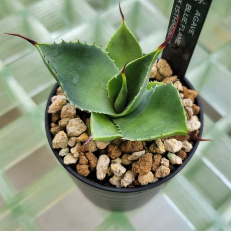 CATEGORY AGAVE | カトーエンゲー東京