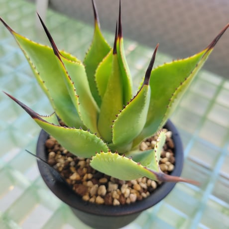 AGAVE BLUE FLAME×ISTHMENSIS(BFI)