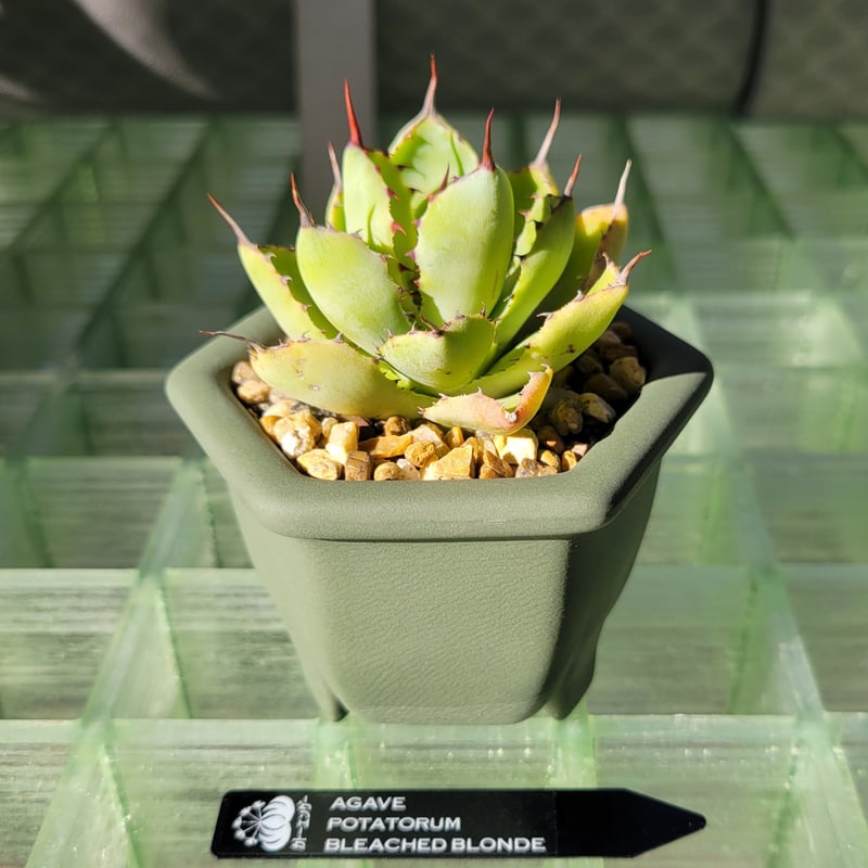 AGAVE BLEACHED BLONDE × nos pot(konect) | カトーエ