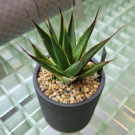 AGAVE GREEN GLOW × BIZEN NO HACHI