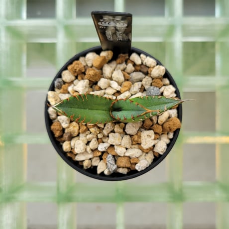 AGAVE OTEROI 管理「ウリB 」