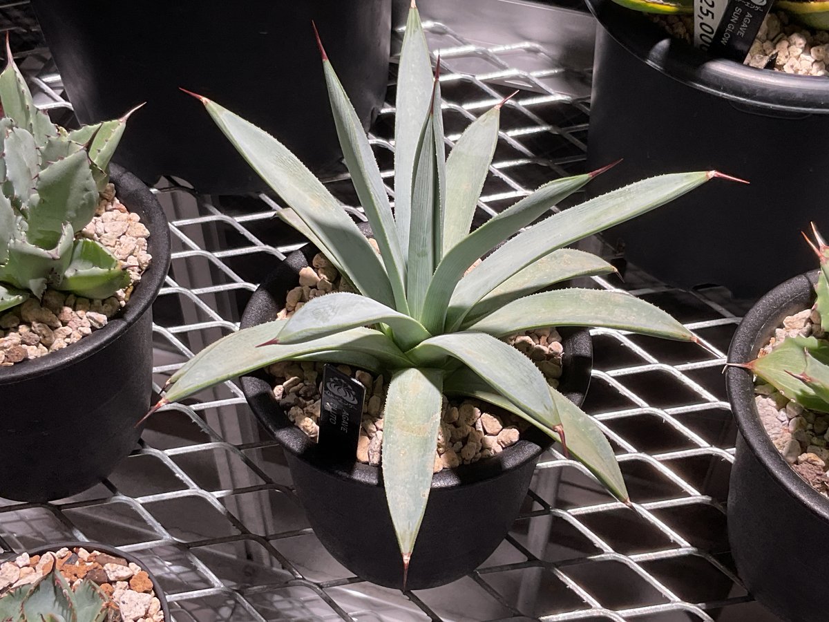 fit=scale-down,w=1200