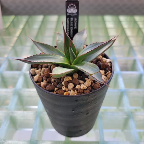 AGAVE BLUE EMBER VARIEGATA