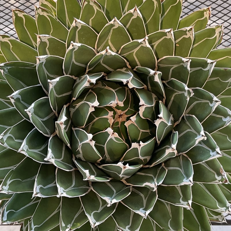 AGAVE VICTORIAE-REGINAE 笹の雪 | カトーエンゲー東京