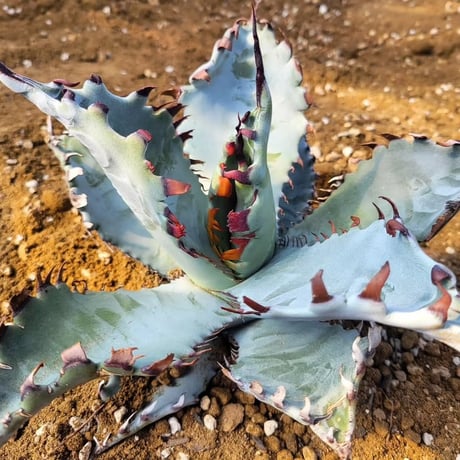 AGAVE ZEBRA SQUARE TOOTH
