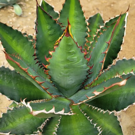 AGAVE 万代巌竜　LOPHANTHA×TITANOTA